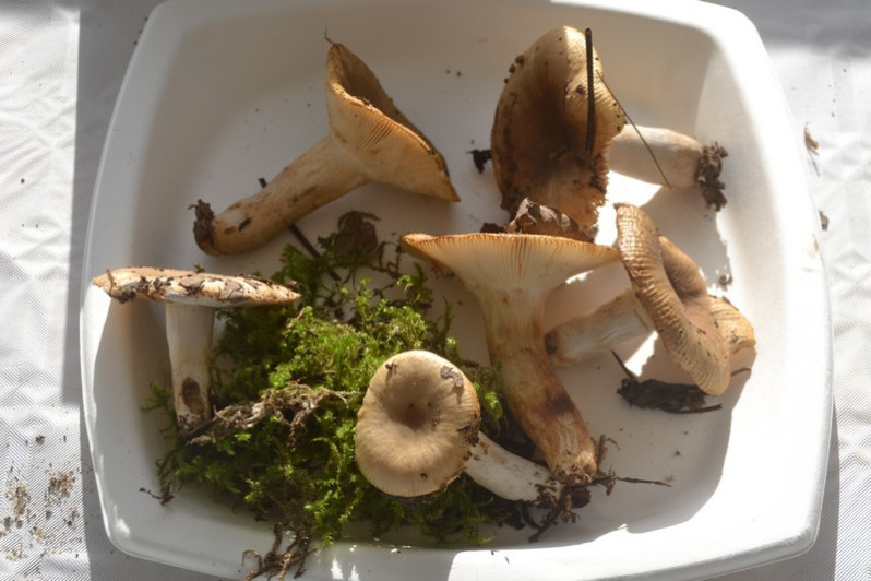 Russula praetervisa Sarnari, 1998