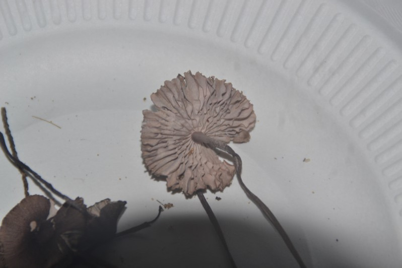 Mycena purpureofusca (Peck) Sacc., 1887