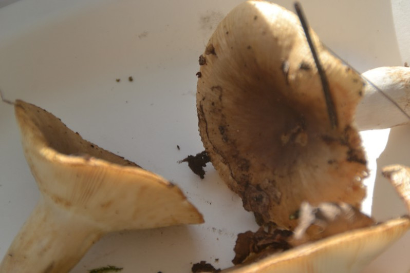 Russula praetervisa Sarnari, 1998