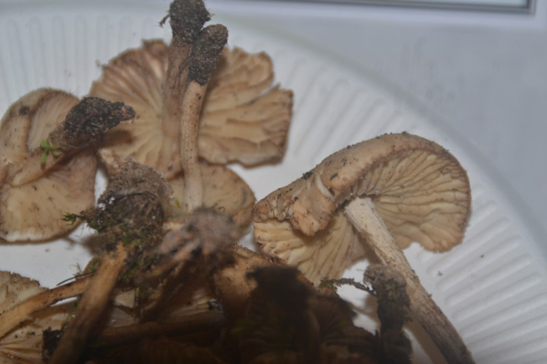 Marasmius oreades (Bolton) Fr., 1836