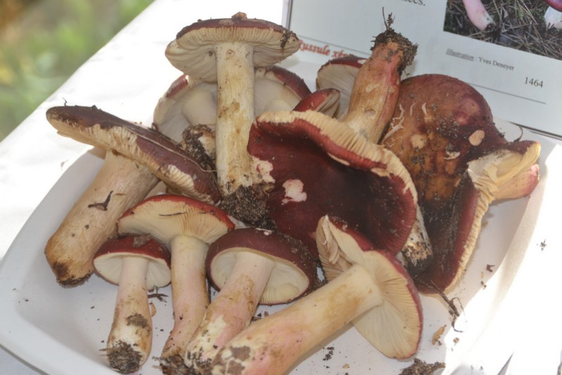 Russula xerampelina (Schaeff.) Fr., 1838