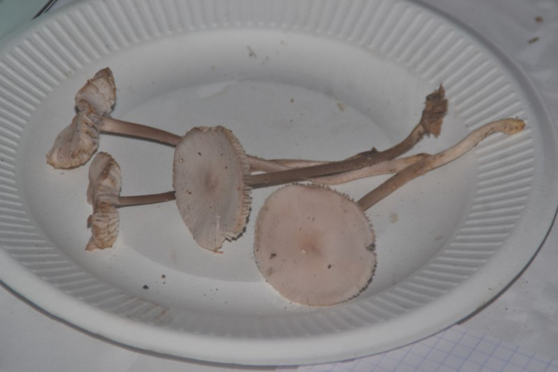 Mycena pura (Pers.) P.Kumm., 1871