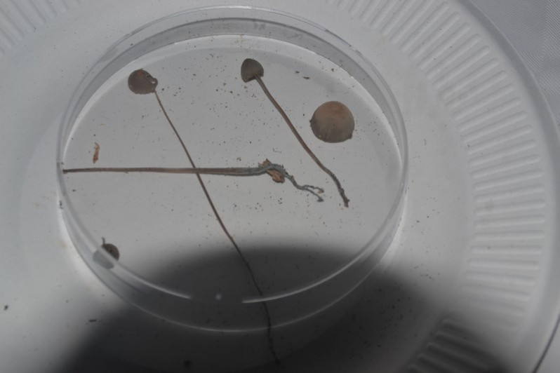 Mycena amicta (Fr.) Quél., 1872
