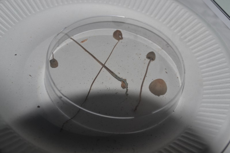 Mycena amicta (Fr.) Quél., 1872
