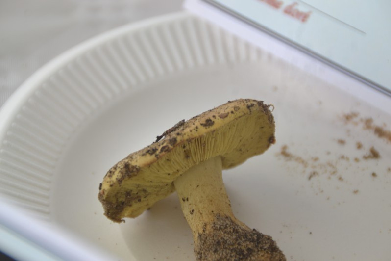Tricholoma equestre (L.) P.Kumm., 1871