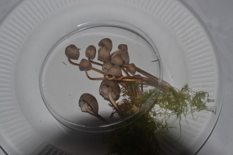 Mycena inclinata (Fr.) Quél., 1872
