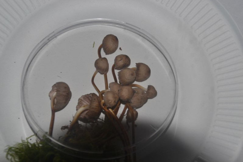 Mycena inclinata (Fr.) Quél., 1872