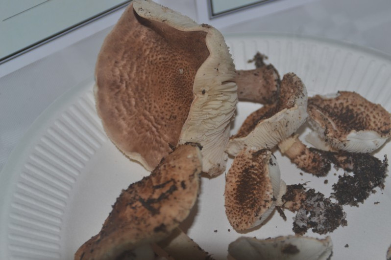 Echinoderma carinii (Bres.) Bon, 1991