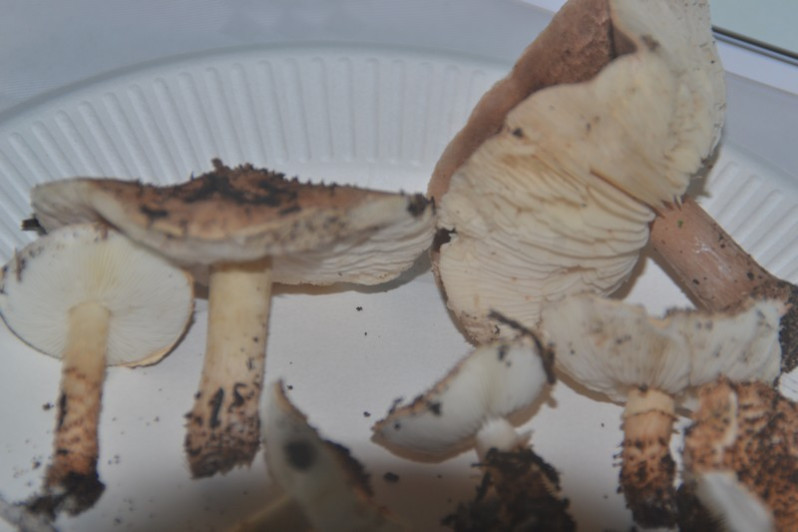 Echinoderma carinii (Bres.) Bon, 1991