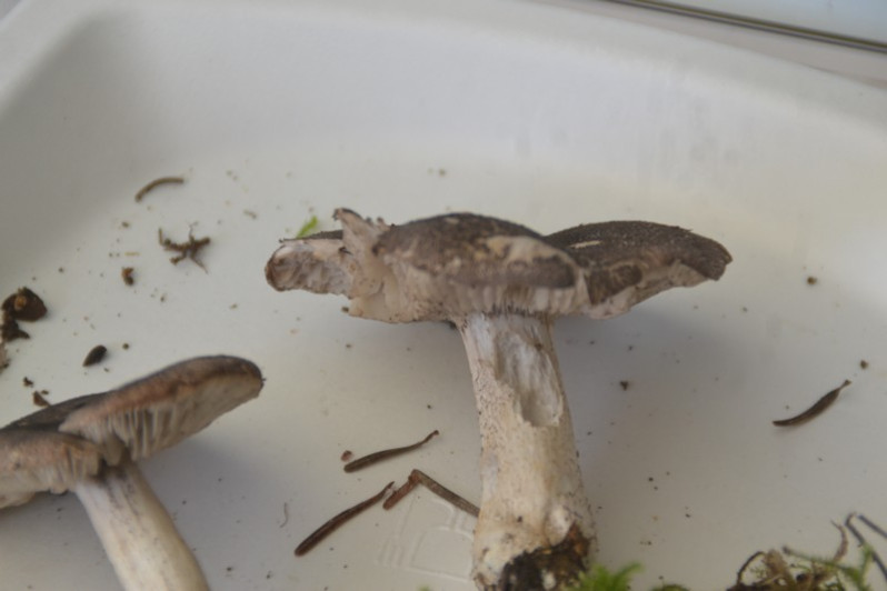 Tricholoma orirubens Quél., 1872