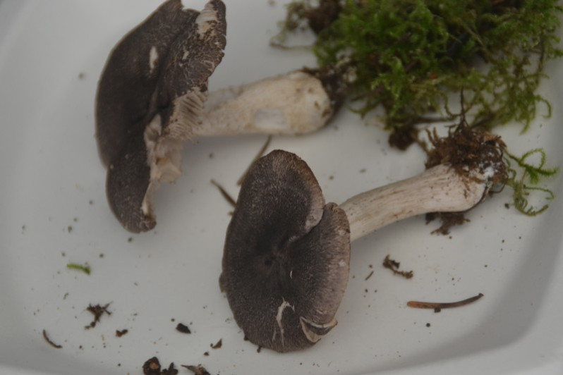 Tricholoma orirubens Quél., 1872