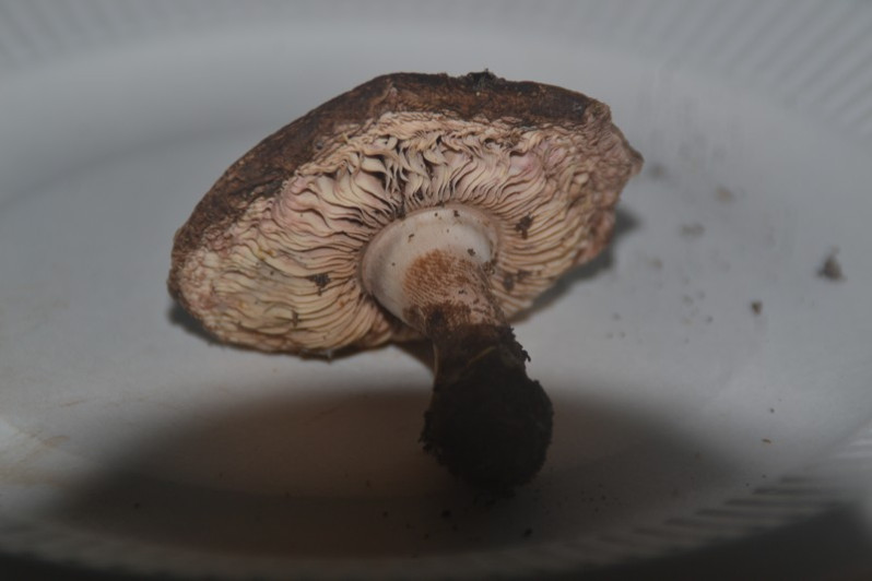 Leucoagaricus cupresseus (Burl.) Boisselet & Guinb., 2001