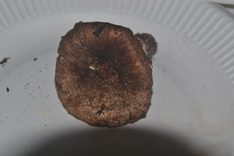 Leucoagaricus cupresseus (Burl.) Boisselet & Guinb., 2001