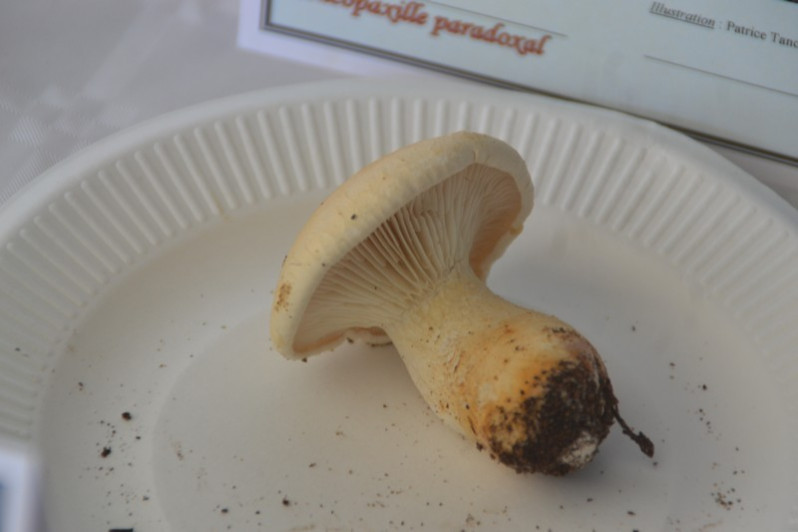Leucopaxillus paradoxus (Costantin & L.M.Dufour) Boursier, 1925