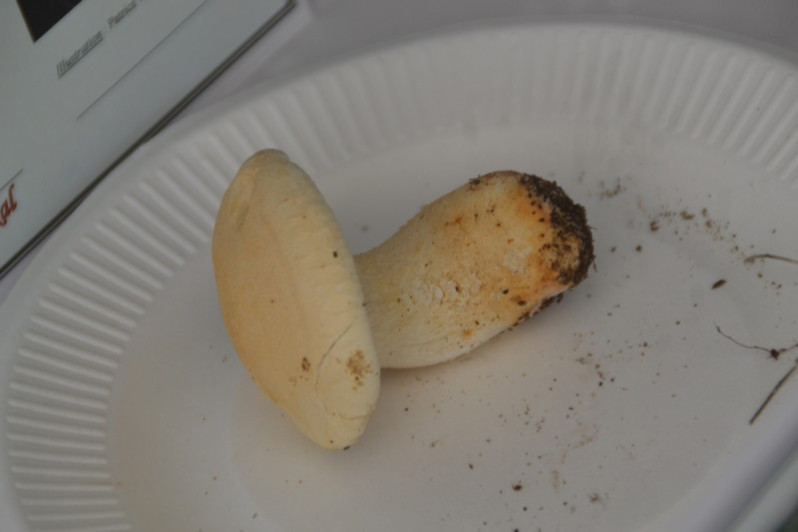 Leucopaxillus paradoxus (Costantin & L.M.Dufour) Boursier, 1925