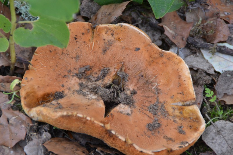 Gyroporus castaneus (Bull.) Quél., 1886