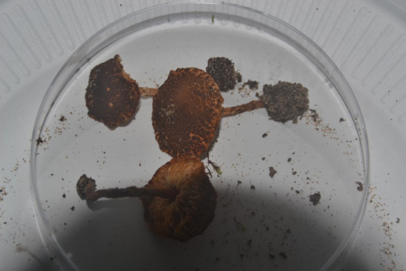Lepiota castanea Quél., 1881