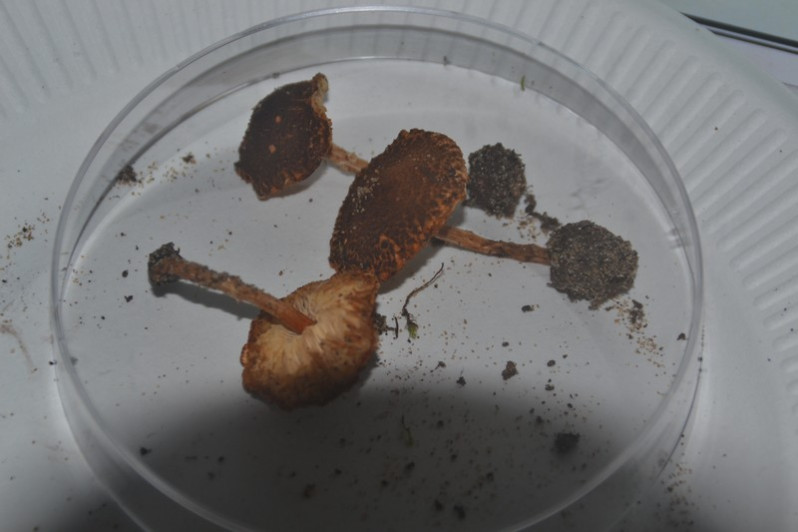Lepiota castanea Quél., 1881