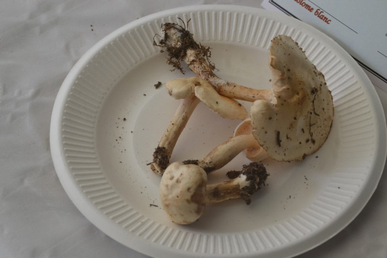 Tricholoma album (Schaeff.) P.Kumm., 1871
