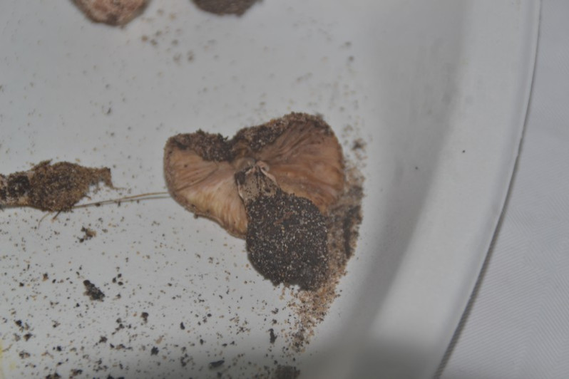 Leucoagaricus gaillardii Bon & Boiffard, 1974