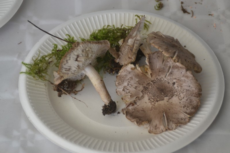 Tricholoma scalpturatum (Fr.) Quél., 1872