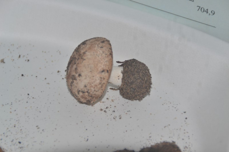 Leucoagaricus gaillardii Bon & Boiffard, 1974