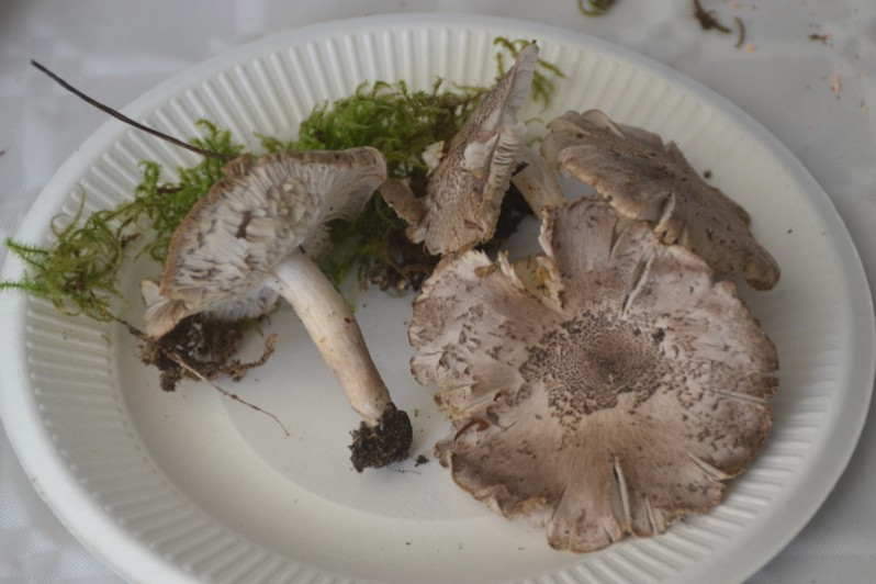 Tricholoma scalpturatum (Fr.) Quél., 1872