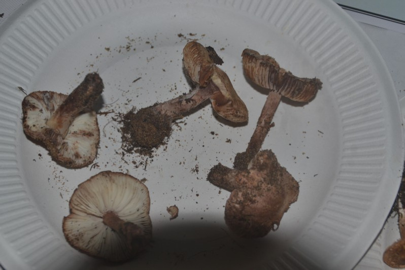 Lepiota brunneolilacea Bon & Boiffard, 1972