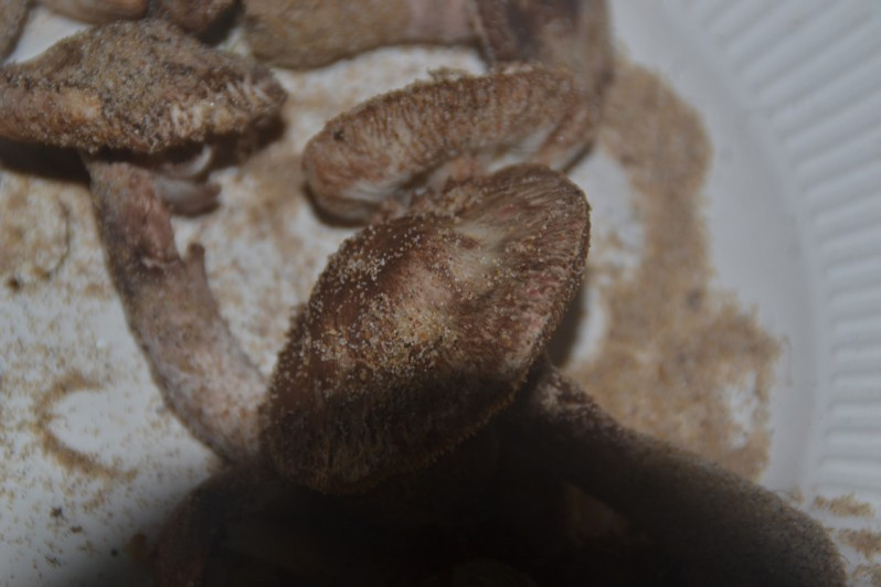 Lepiota brunneolilacea Bon & Boiffard, 1972