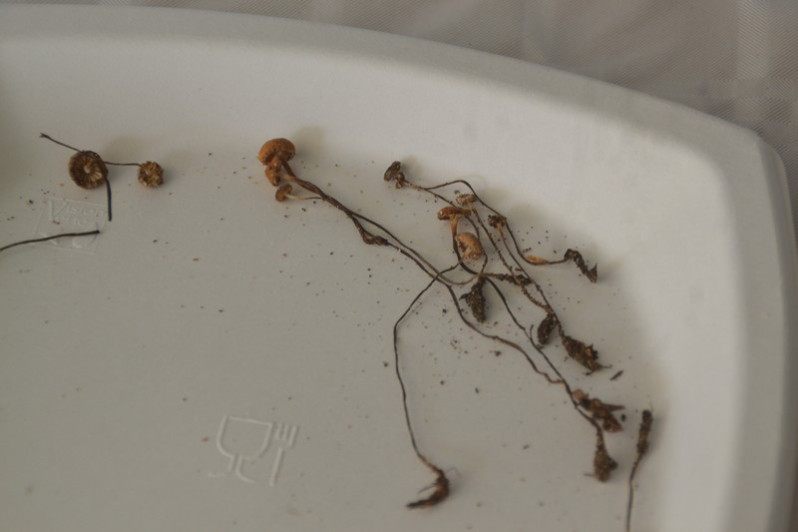 Rhizomarasmius undatus (Berk.) R.H.Petersen, 2000
