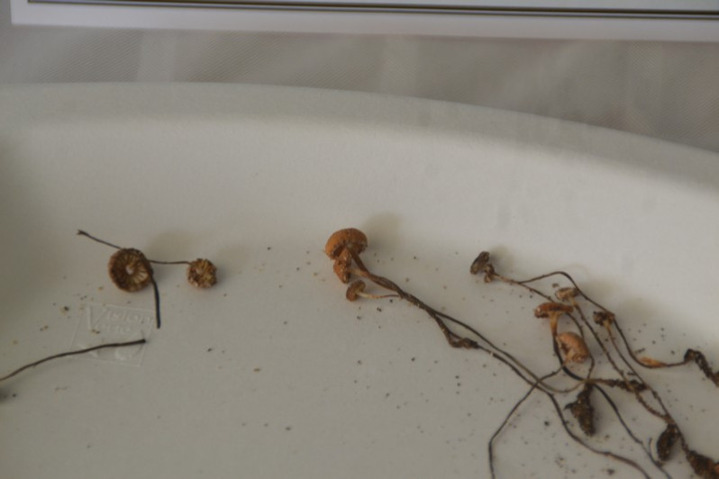 Rhizomarasmius undatus (Berk.) R.H.Petersen, 2000