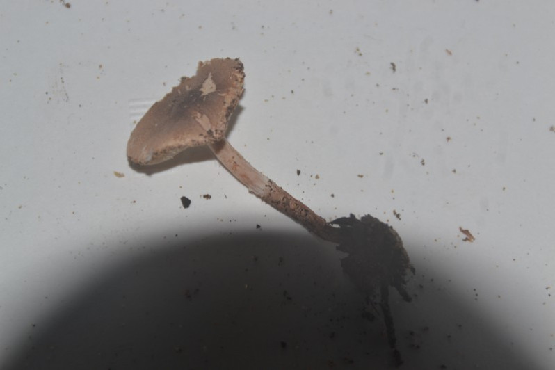 Lepiota setulosa J.E.Lange, 1935