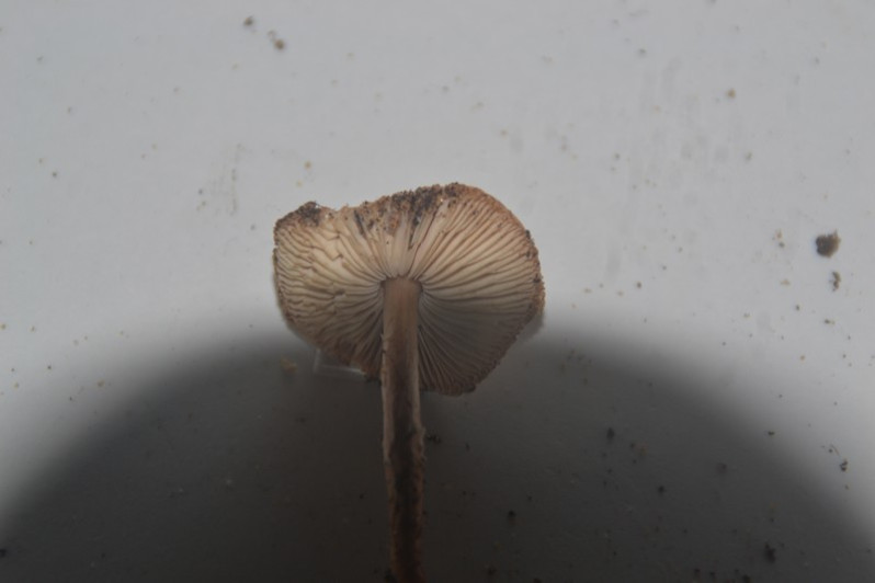 Lepiota setulosa J.E.Lange, 1935
