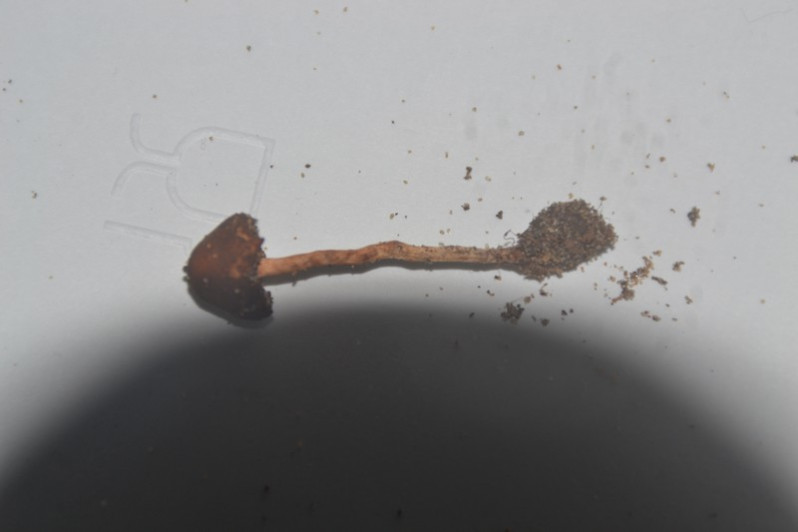 Lepiota ignipes Locq. ex Bon, 1978