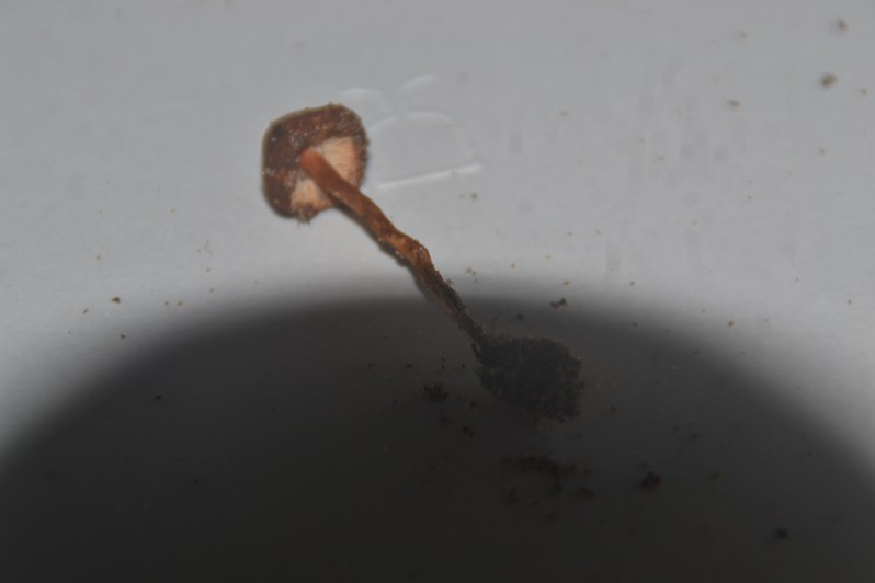 Lepiota ignipes Locq. ex Bon, 1978