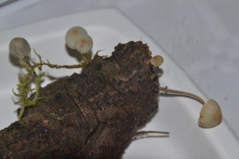 Mycena arcangeliana Bres., 1904