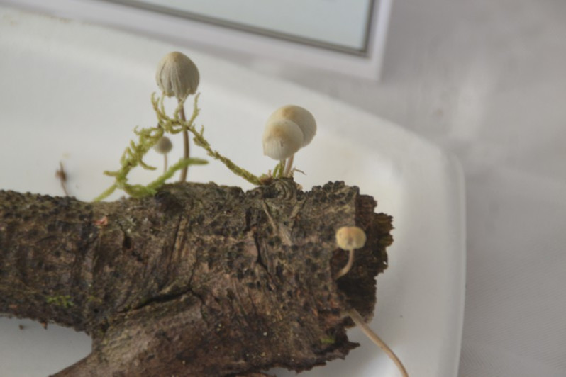 Mycena arcangeliana Bres., 1904