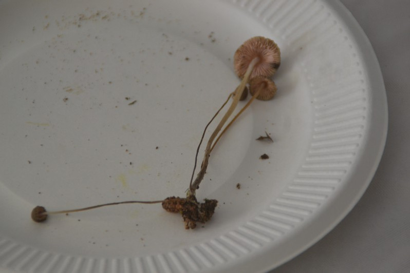 Mycena vitilis (Fr.) Quél., 1872