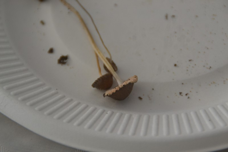 Mycena vitilis (Fr.) Quél., 1872