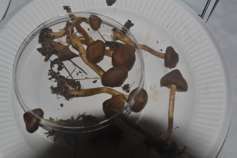 Cortinarius croceus (Schaeff.) Gray, 1821