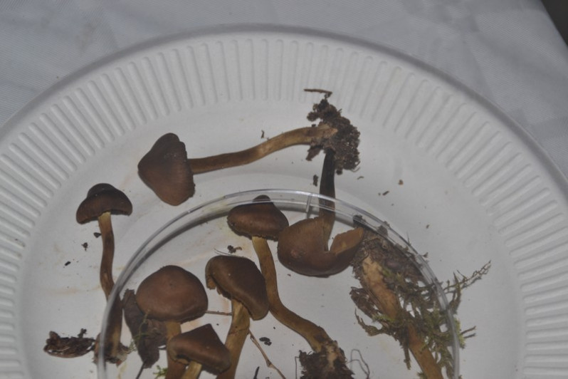 Cortinarius croceus (Schaeff.) Gray, 1821