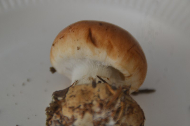 Leucocortinarius bulbiger (Alb. & Schwein.) Singer, 1945