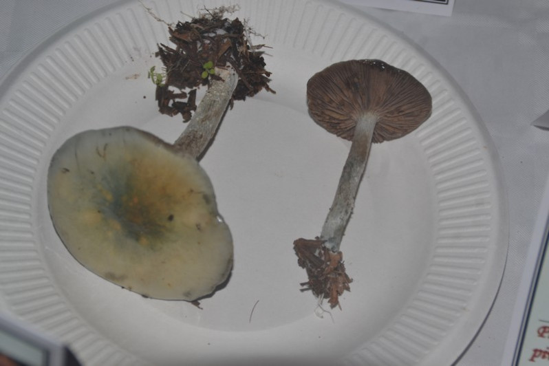 Stropharia caerulea Kreisel, 1979