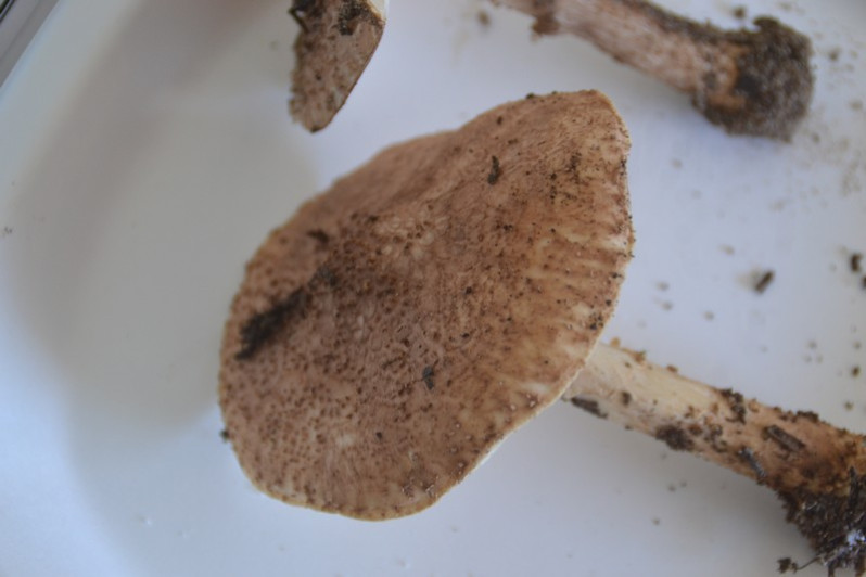 Echinoderma asperum (Pers.) Bon, 1991