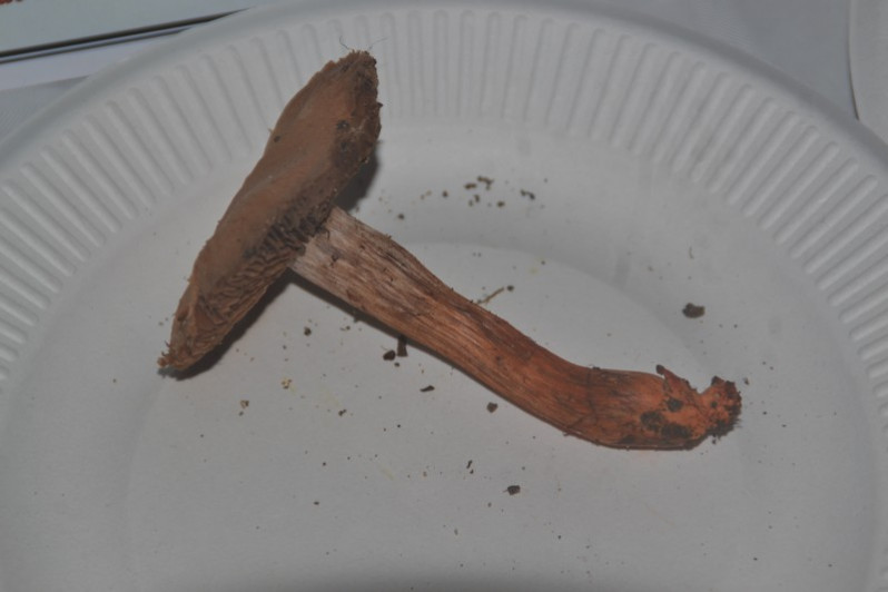 Cortinarius bulliardii (Pers.) Fr., 1838