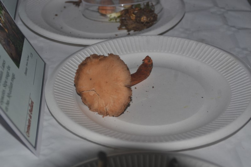 Cortinarius bulliardii (Pers.) Fr., 1838