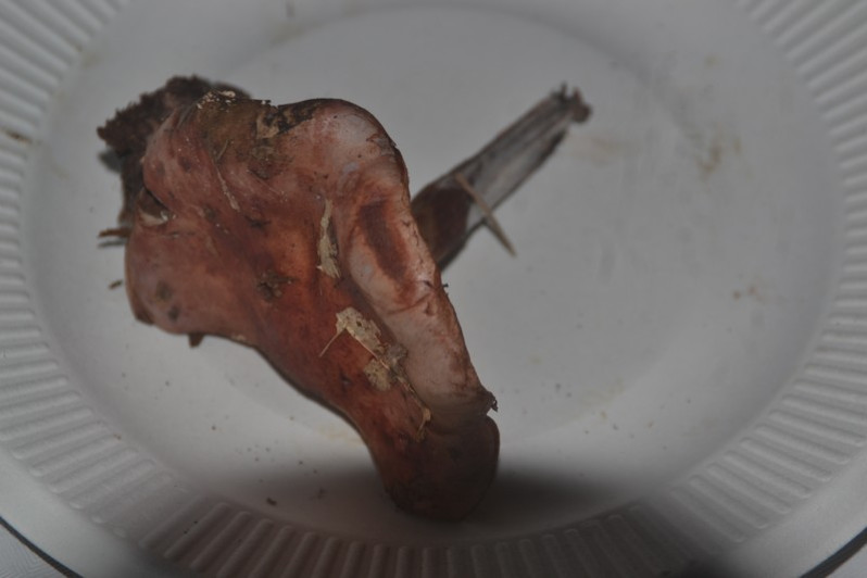 Calonarius rufo-olivaceus (Pers.) Niskanen & Liimat., 2022