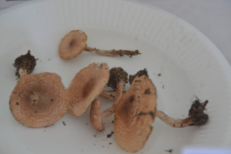 Lepiota subincarnata J.E.Lange, 1940