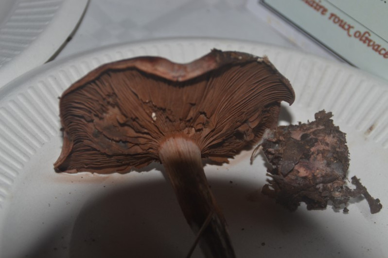 Calonarius rufo-olivaceus (Pers.) Niskanen & Liimat., 2022