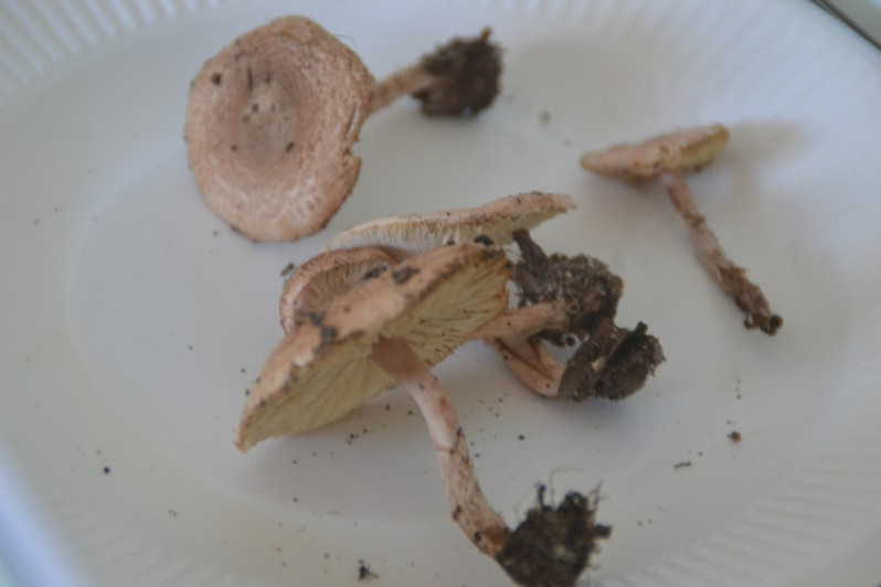 Lepiota subincarnata J.E.Lange, 1940